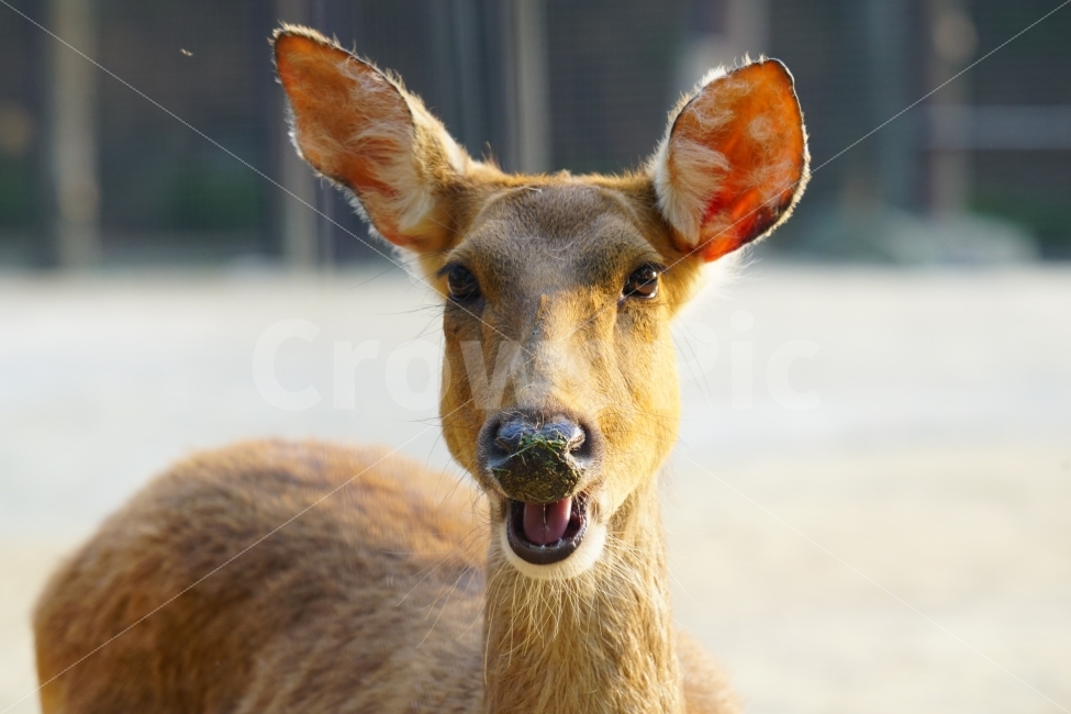 사슴,동물,포유류,짐승,animal,deer,초식동물,자연,nature,생명,귀여운,귀엽다,귀엽게,표정,움직임,동물원,동물,animal,포유류,mammal
