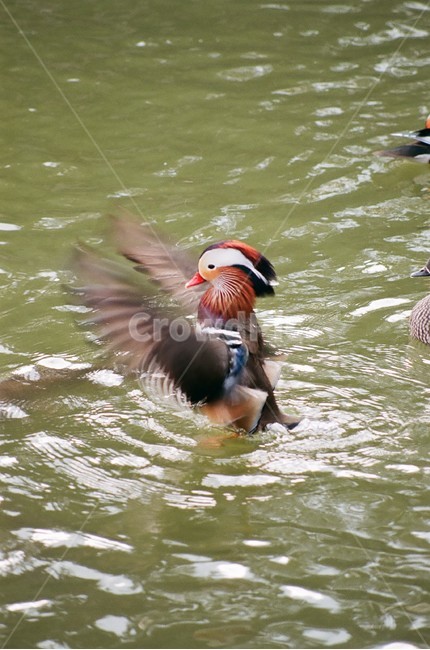 필름카메라,필름사진,원앙,날개짓,새,조류,동물,animal,조류,새,birds