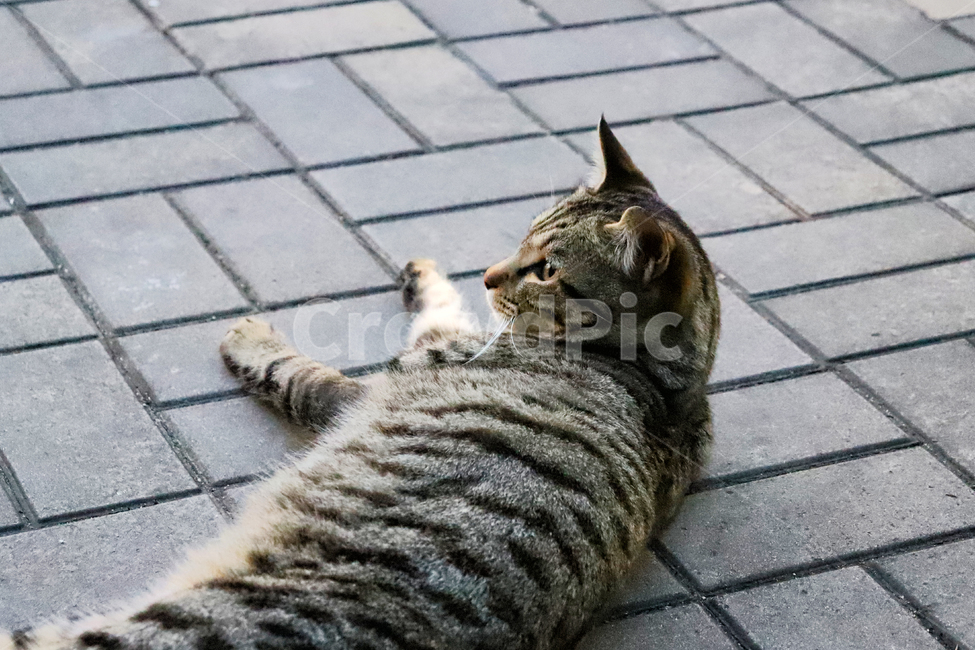rest,relaxing,Surplus,cute,pupil,outdoor,sidewalk block,Korean Shorthair,kitten,stray cat,cat,nose short,animal,Street,tabby,pet,spare
