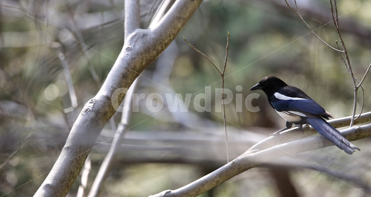animal,동물,bird,새,까치