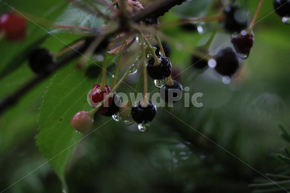 버찌,열매,cherry,이슬,fruit,식물,자연,plants,nature,과일,열매,fruit