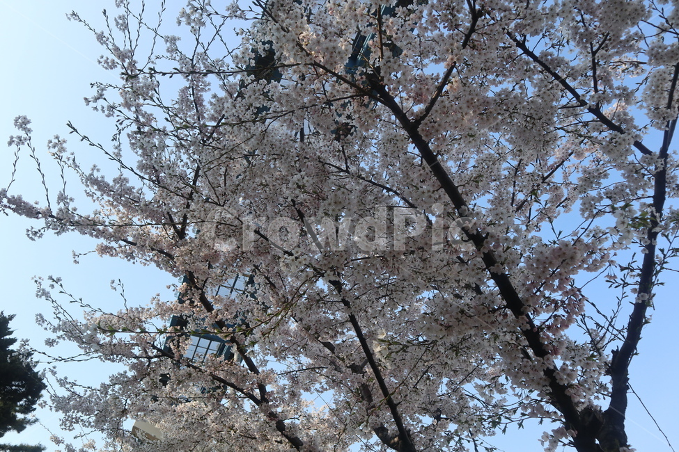 날씨,봄,따뜻함,구름,자연,나무,plant,식물,blossom,flower,꽃,벚꽃,cherryblossom