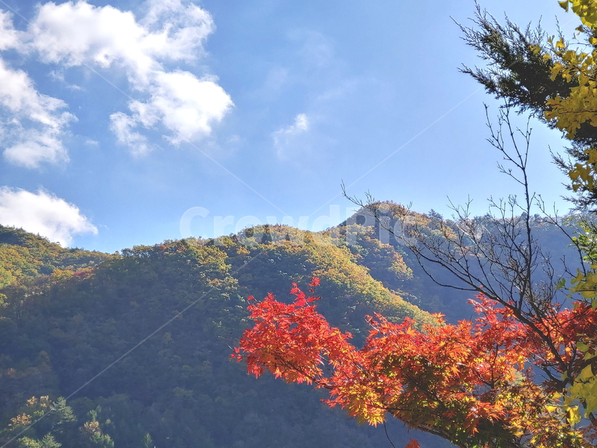 단풍,가을,산,나무,붉은단풍,가을,계절,fall,autumn,season,자연,풍경,nature,landscape,tree,plant,식물,leaf,잎