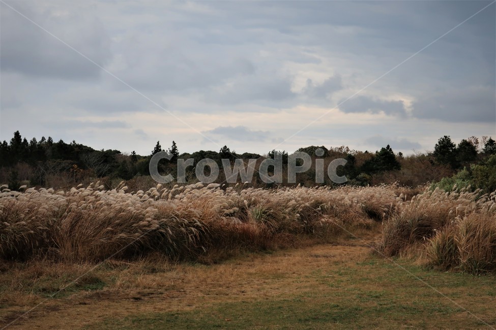 제주,억새,억새풀,군락지,자연,억새밭,풍경,바람,경치,경관,자연,풍경,nature,landscape,식물,plants