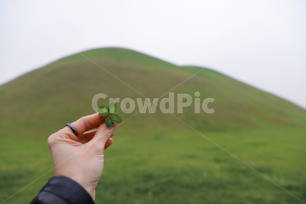 행운,자연,네잎클로버,클로버,풀,식물,자연,plants,nature