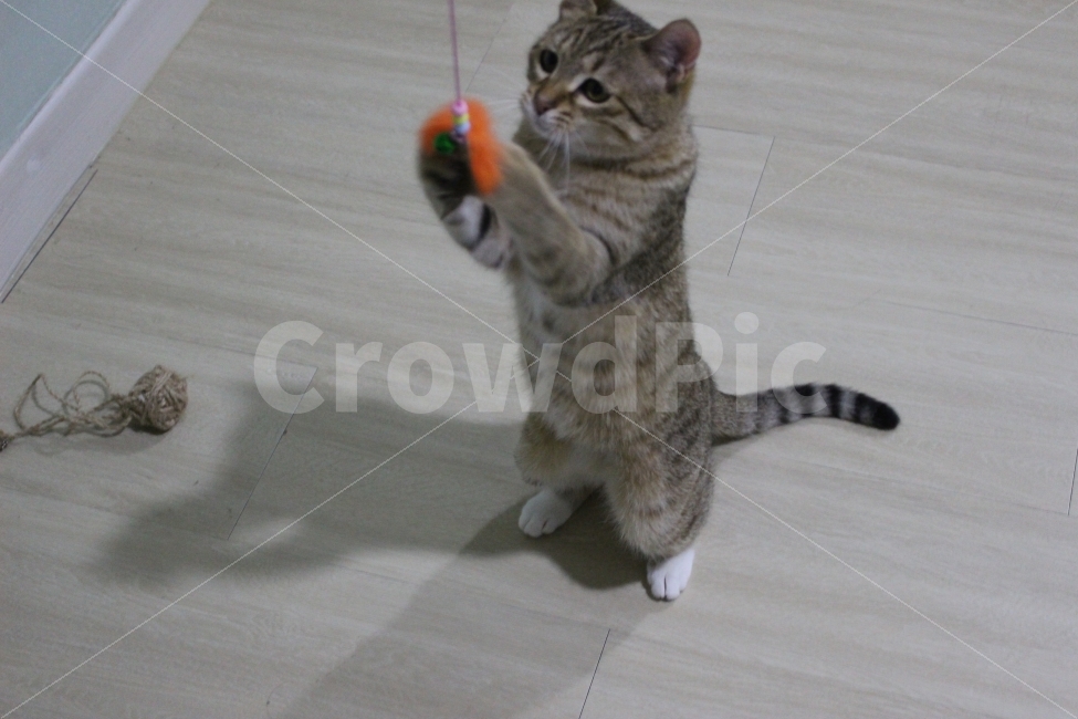 고양이,반려동물,유기묘,길냥이,애완동물,cat,pet,kitten,아기고양이,코숏,코리안숏헤어,동물,동물,animal,고양이,cat,kitten,kitty,포유류,mammal