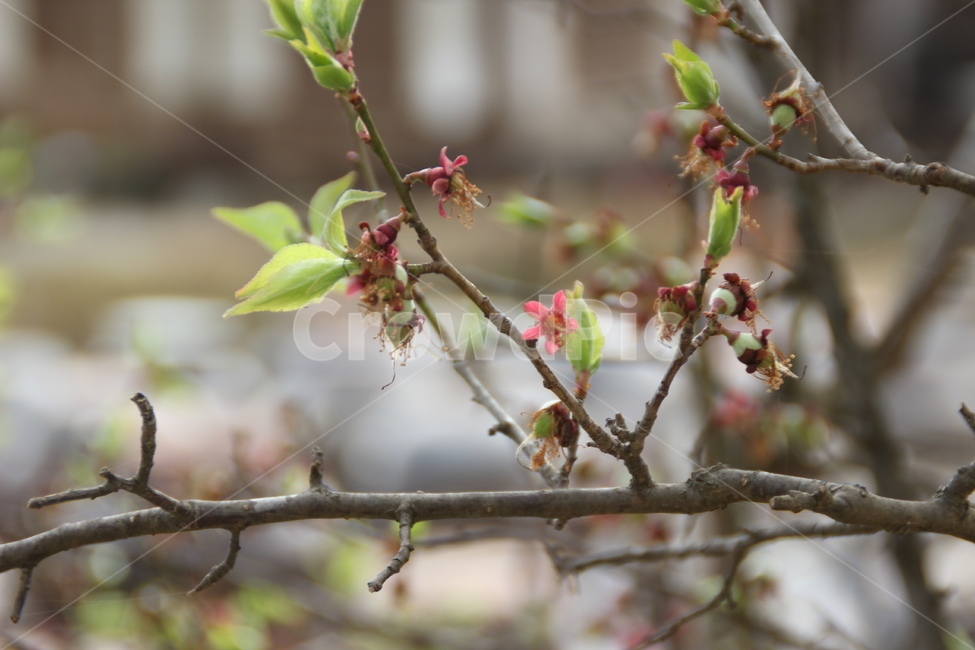 매화,매실,봄,배경,새잎,새순,japaneseapricot,spring,newleaf,bud,shoot