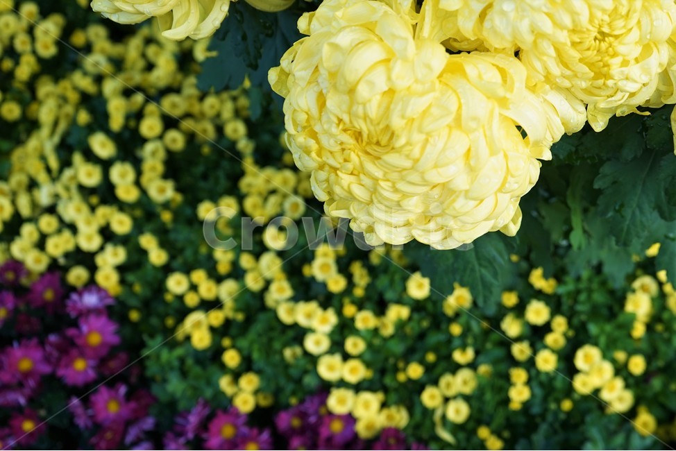 가을,국화,노랑,우아,chrysanthemum,autumn,elegance,fall,yellow,flower,season,smell,bloom,우아함,계절,꽃,floral,nobility,고귀함,향기,가을대표,대국,근접촬영,국화향기,가을꽃,식물,노랑꽃,꽃봉오리,국화꽃,plant,식물,자연,plants,nature,꽃,flower