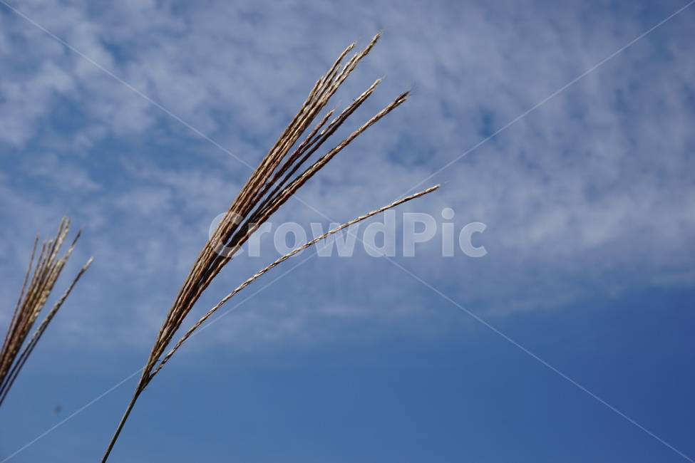 풍경,하늘,구름,sky,갈대,식물,자연,plants,nature