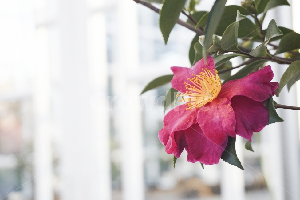 꽃,동백꽃,동백,분홍,식물,자연,분홍색꽃,분홍꽃,핑크,flower,blossom,nature,pink,동백나무,꽃나무,tree,flowertree,겨울,겨울꽃,season,접사,근접촬영,closeup,plant,plants,식물,자연,plants,nature,꽃,flower
