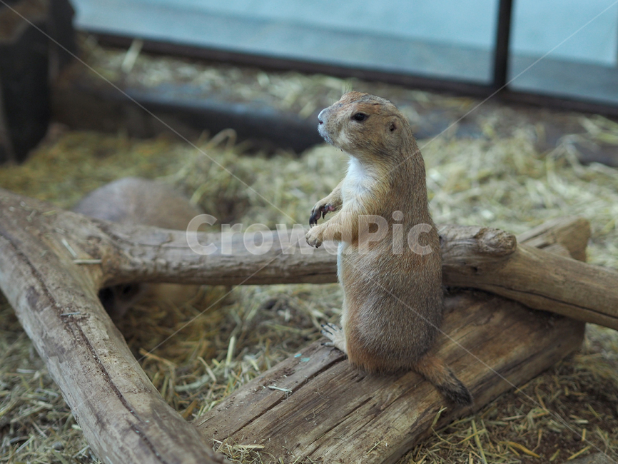 반려동물,애완동물,프레디독,포유류,동물,mammal,animal