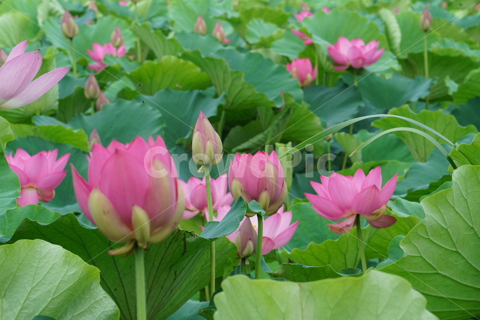 연꽃,련꽃,수초,식물,lotus,담수초,수중식물,수련과
