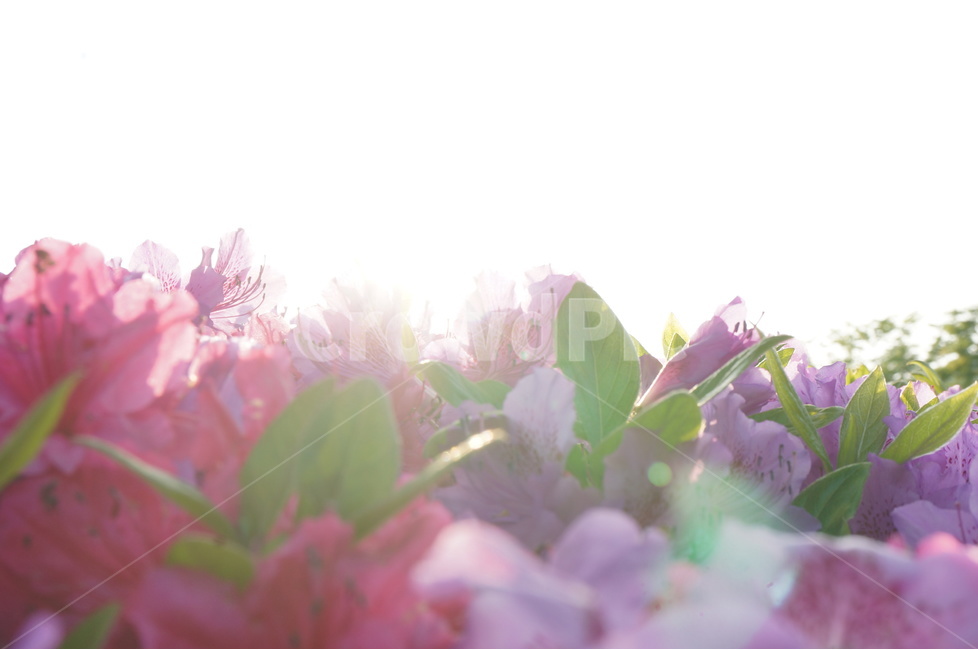 꽃,봄꽃,진달래,태양,햇살,꽃잎,잎,핑크,분홍,식물,자연,plants,nature,꽃,flower,감성,sensible,feeling