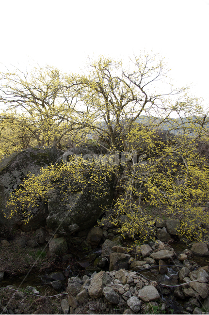 산수유,나무,꽃봉오리,봄,봄날,봄풍경,봄꽃,감성,spring,flower,봄길,산책,봄나들이,식물,꽃,봄,계절,spring,season,자연,풍경,nature,landscape,식물,plants,나무,trees,wood,rubble,파편