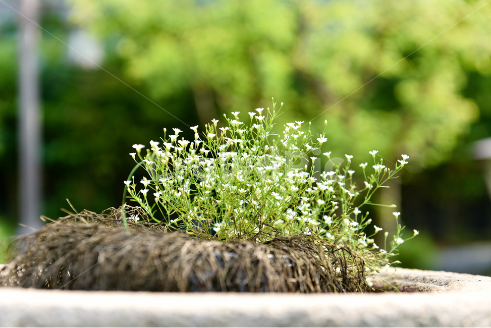 꽃,자연,접사,힐링,배경화면,plants,nature,flower,feeling,색깔,색상,색채,색감,colorsense,colorsensitivity