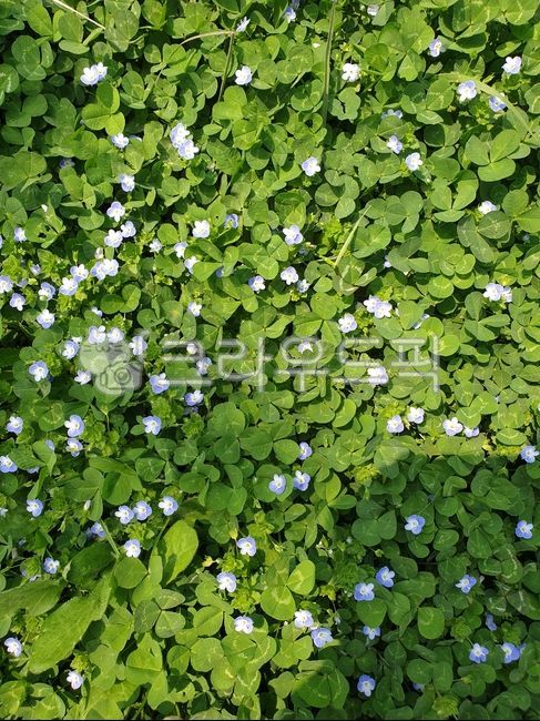 들꽃,봄꽃,식물,꽃,자연