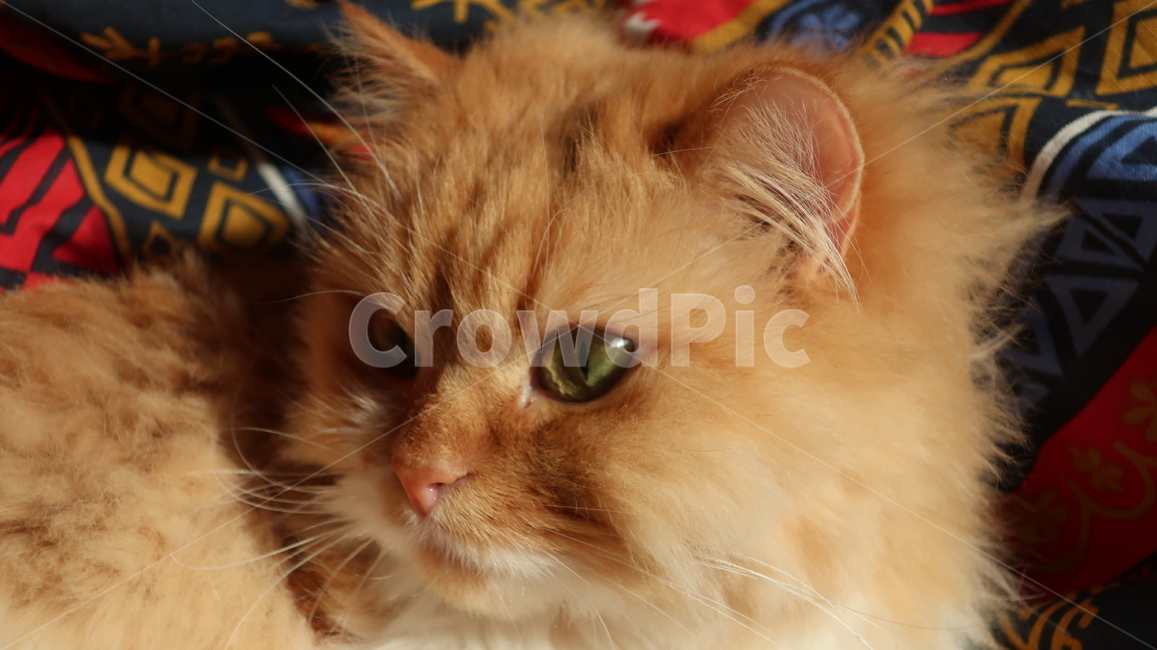 아기고양이,고양이,페르시안,노란고양이,치즈고양이,페르시안친칠라,귀여운,반려동물,애완동물,cat,kitten,kitty,포유류,자연,동물,animal,mammal,반려묘,페르시안고양이,품종묘,동물,animal,포유류,mammal,고양이,cat,kitten,kitty