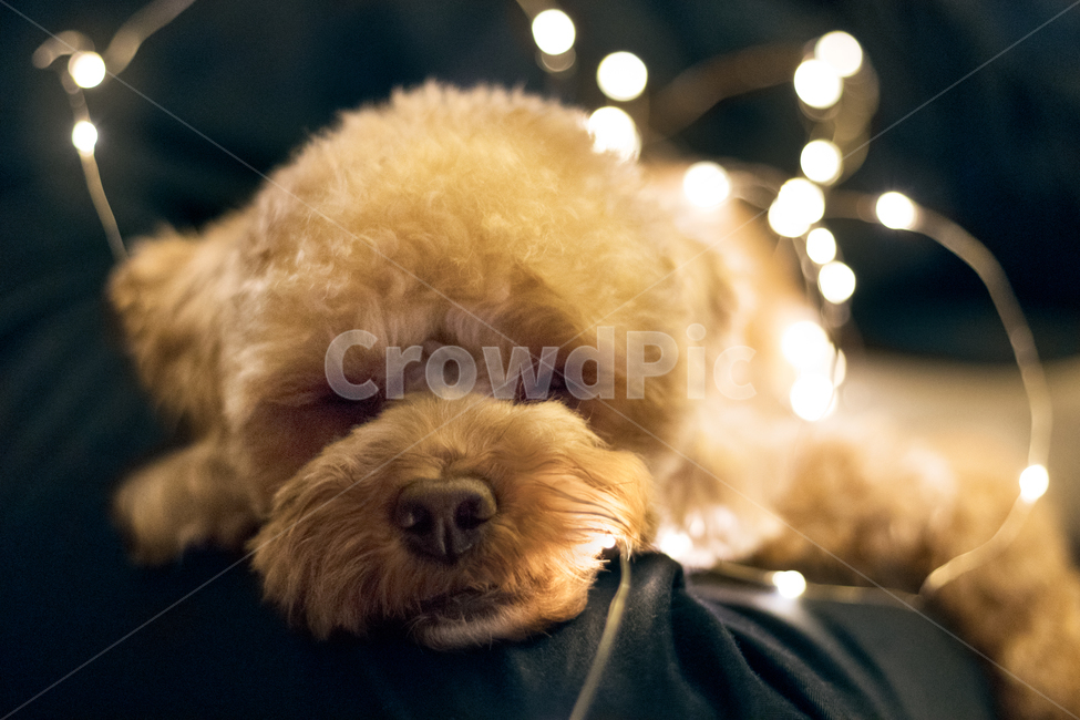 강아지,애견,멍멍이,개,꿈꾸는,애완견,푸들,미니어쳐푸들,귀여운,보케,물방울,토이푸들,잠자는,잠자는강아지,동물,animal,포유류,mammal,개,강아지,dog,doggy