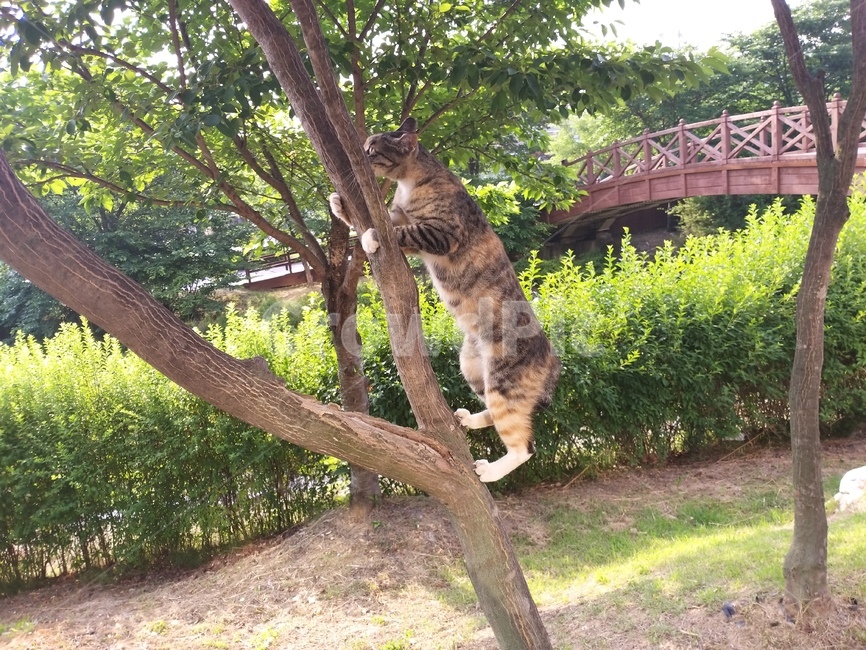 6월,공원,나무타는고양이,얼룩무늬고양이,햇살