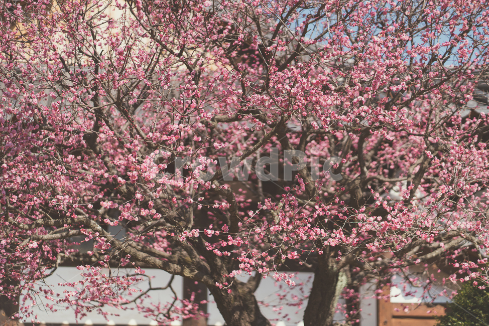매화,홍매화,통도사,절,봄,봄꽃,봄,계절,spring,season,식물,자연,plants,nature,꽃,flower,plant,blossom
