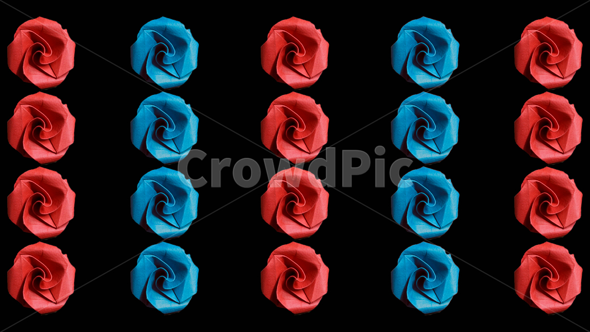 배경,패턴,배경화면,장미,blossom,rose,plant,식물,flower,꽃
