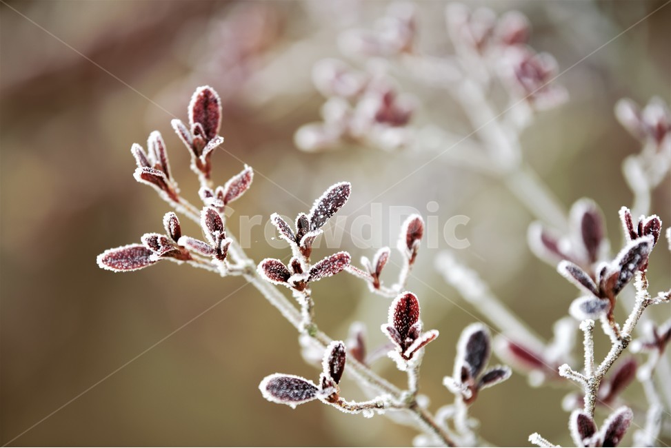 자연,겨울,서리,겨울아침,상고대,식물,식물,자연,plants,nature