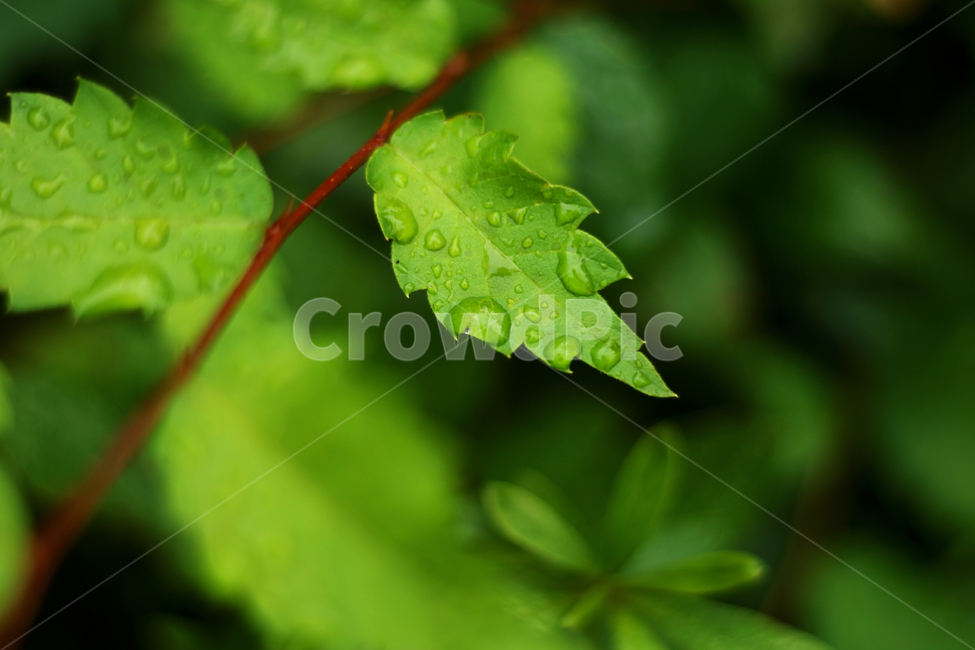 wetlesves,leaf,물방울,잎사귀,나뭇잎