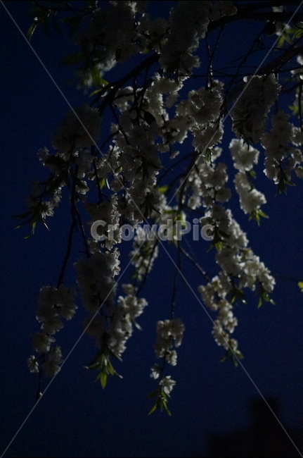 백매화,흰색,봄,밤,흐림,나무,야경,밤,풍경,nightscape,night,landscape,식물,자연,plants,nature,꽃,flower,실루엣,그림자,silhouette,shadow,plant