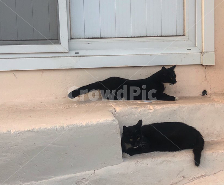 고양이,네로,검은고양이,cat,캣,동물,animal,포유류,mammal,고양이,cat,kitten,kitty