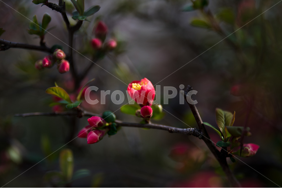 봄꽃,봄,명자꽃,명자,붉은꽃,따뜻,RED,봄,계절,spring,season,식물,자연,plants,nature,꽃,flower,plant,sprout,새싹,bud,싹,blossom