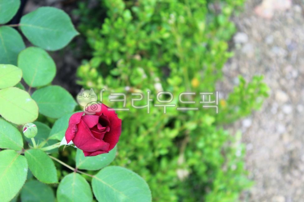 장미,장미꽃,로즈,빨간장미,빨간색,빨강,꽃,뷰티,플라워,장미축제,정원,화훼,품종,꽃밭,휴식,힐링,감성,색깔,색채,색감,야외,옥외,실외,식물,자연,계절,잎,잎사귀,아름다운,화려한,우아한,원예,꽃송이,한송이,꽃봉오리,꽃망울,rose,nature,plants,summer,season,outdoor,flower,garden,beautiful,color,red