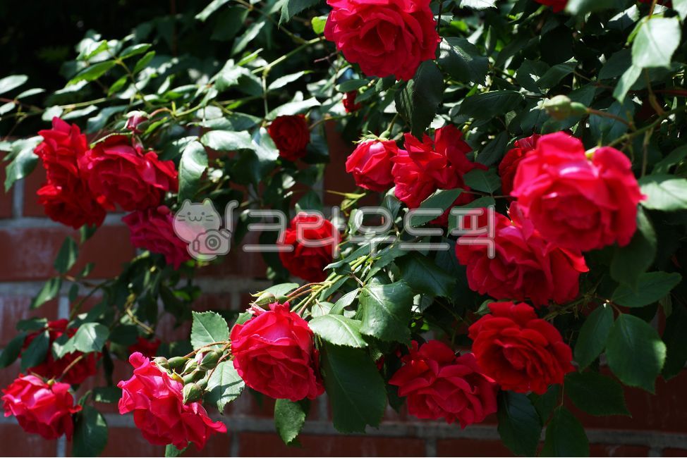 장미,덩굴식물,여러해살이나무,원예종,관상용,5월,계절,rose