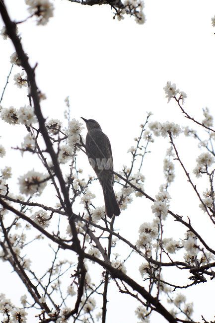 봄,새,벚꽃,동물,자연,spring,bird,flower,animal,한국풍경,cherryblossoms