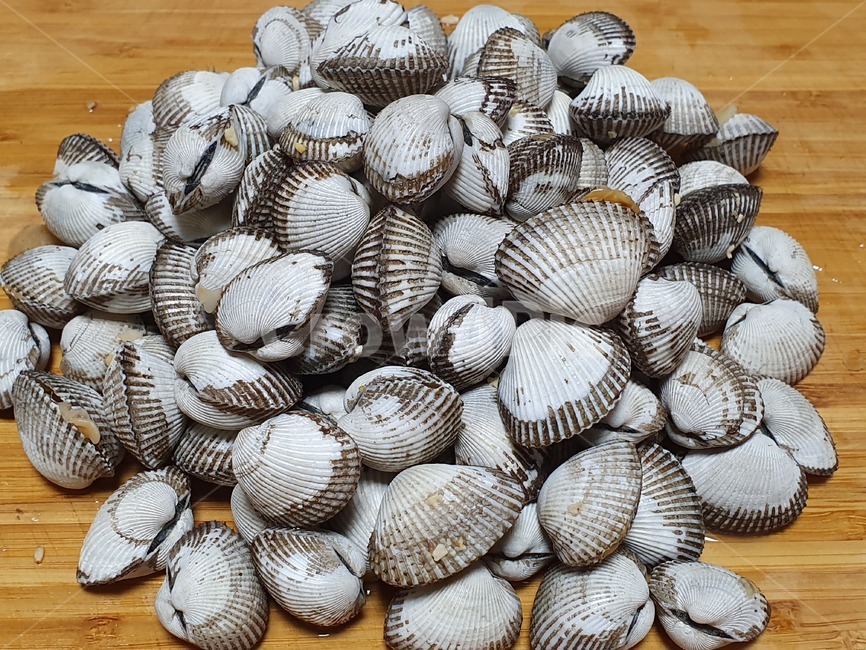 Blood cockle,winter food,winter season,cockle,animal,clam,invertebrates,marine life
