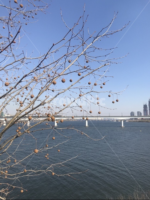 물,water,한강,view,배경