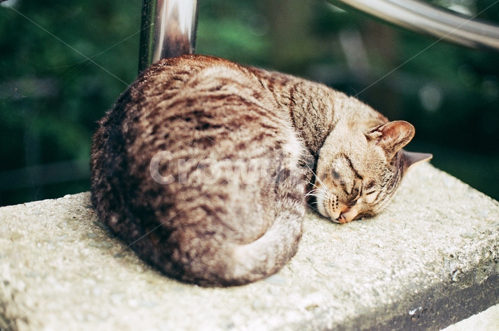 고양이,잠,필름,졸음,동물,cat,animal,동물,animal,포유류,mammal,고양이,cat,kitten,kitty
