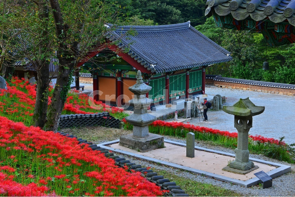 nature,자연,scenery,풍경,outdoors,옥외,landscape,경치,함평,용천사,사적지,문화재,꽃무릇,상사화,사찰,절,불교