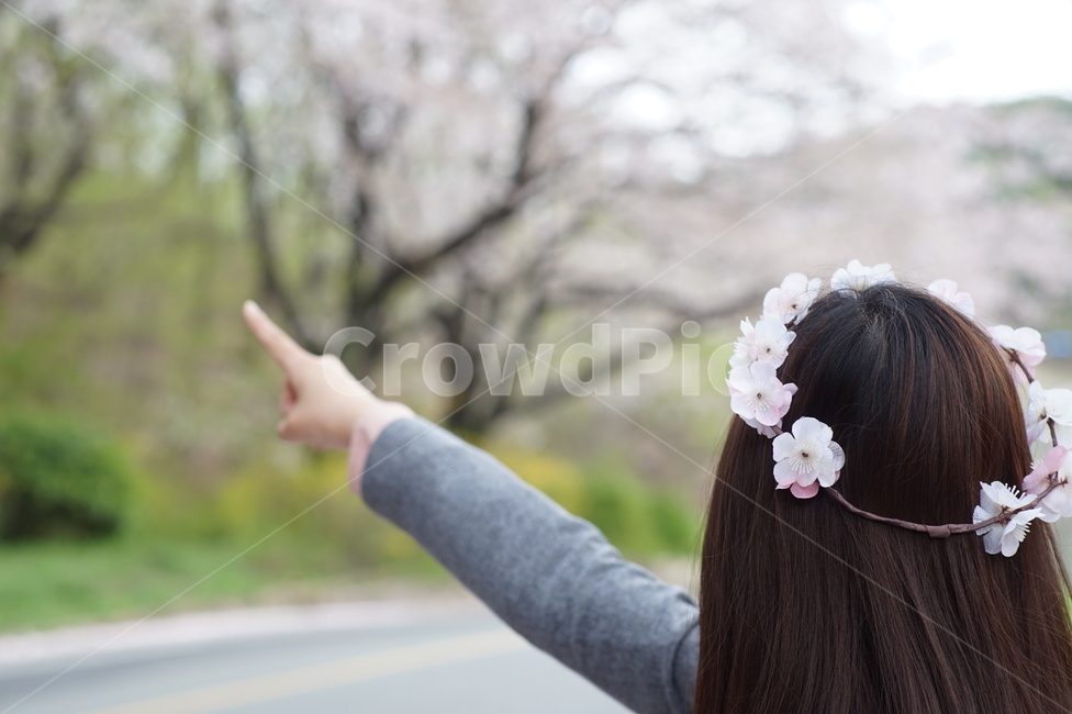 손짓,가리킴,벚꽃,봄,저곳,there,봄,계절,spring,season,사람,인물,인간,human,person,여성,여자,woman,female,lady