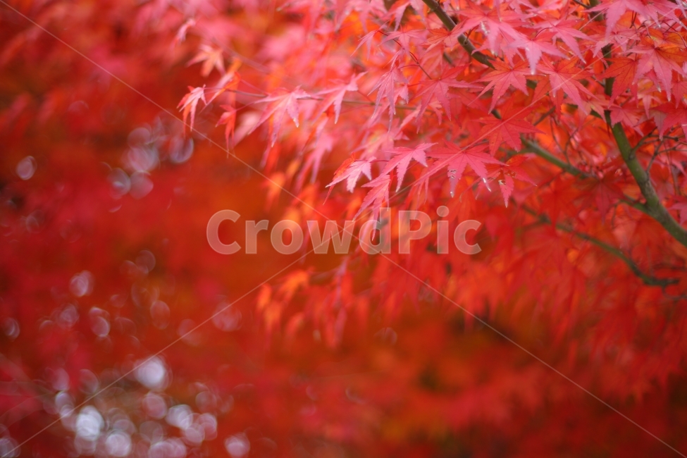 fall,maple,tree,가을,단풍,나무,식물,botanical,가을,계절,fall,autumn,season,식물,자연,plants,nature,plant,leaf,잎