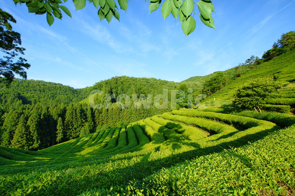 녹차밭,보성,신록,풍경,녹차,자연,풍경,nature,landscape,한국자연풍경,한국자연경관,korea nature landscape,outdoors,옥외