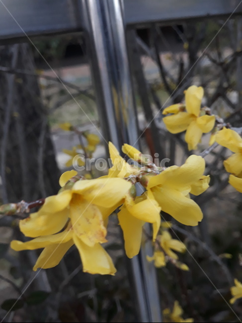 plant,식물,blossom,꽃,flower,개나리
