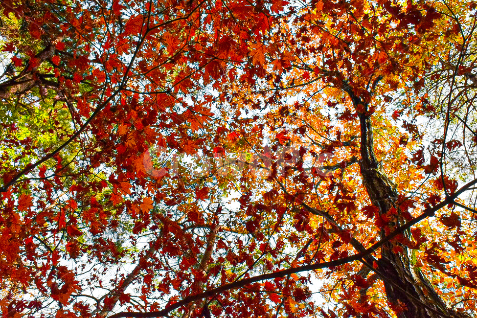 leaf,잎,plant,식물,tree,나무,maple,단풍,가을,계절,fall,autumn,season,식물,자연,plants,nature