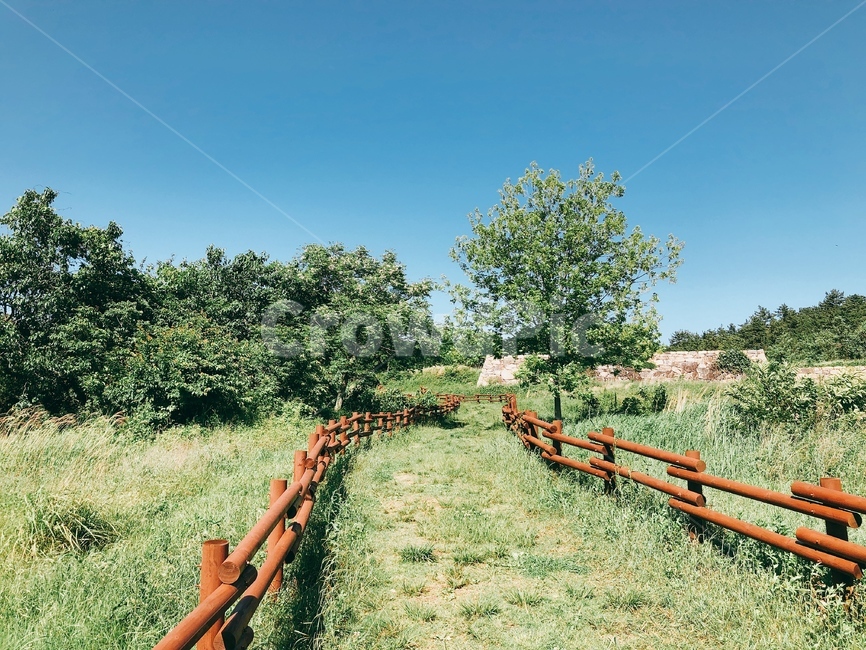 초원,풀길,울타리,하늘,나무,자연,풍경,nature,landscape,outdoors,옥외