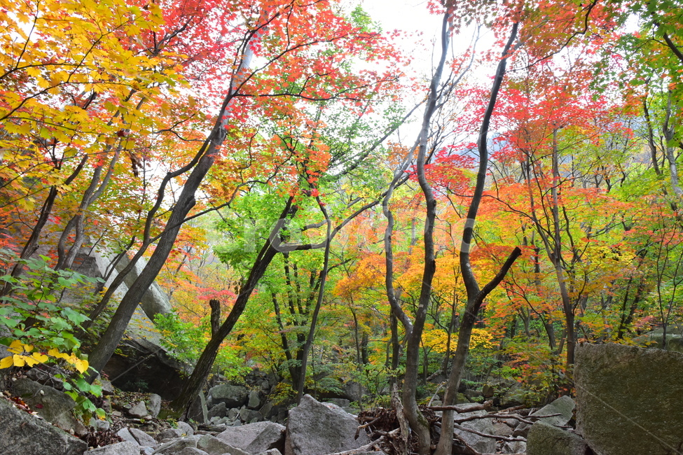 가을,단풍,자연,풍경,북한산,잎,단풍잎,붉은,나무,계절,계곡,숲,힐링,plant,fall,autumn,season,forestnature,landscape,한국자연풍경,한국자연경관,korea,tree,maple,leaf,가을,계절,fall,autumn,season,자연,풍경,nature,landscape,식물,plants,나무,trees,wood,rubble,파편