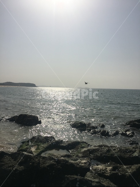 바다,대천해수욕장,해수욕장,겨울바다,가을바다,조개,갈매기,자연,풍경,물,sea,nature,outdoors,자연,풍경,nature,landscape