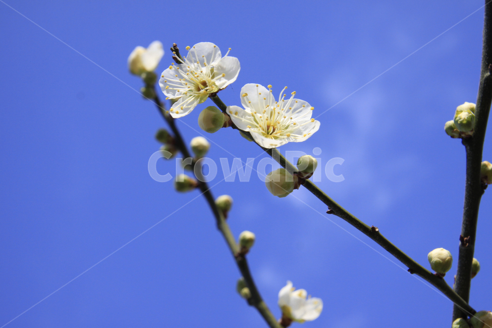 봄,자연,매화,꽃,매화꽃,매화마을,spring,flower,nature,season,나무,식물,봄꽃,계절,봄,계절,spring,season,식물,자연,plants,nature,꽃,flower,plant
