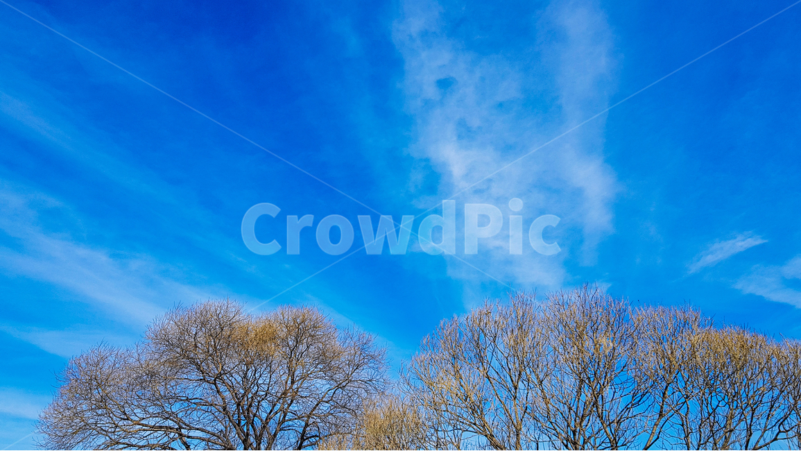 하늘,구름,나무,겨울,겨울하늘,winter,tree,sky,cloud,날씨,맑음,겨울,계절,winter,season,자연,풍경,nature,landscape,식물,plants,나무,trees,wood,outdoors,옥외