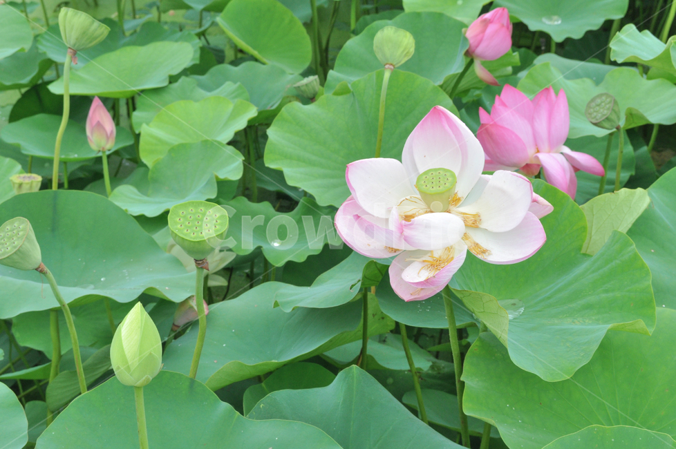 연꽃,lotus,연못,꽃,연잎,여름꽃,자연,flower,pond,안압지,연꽃단지,식물,자연,plants,nature,꽃,flower