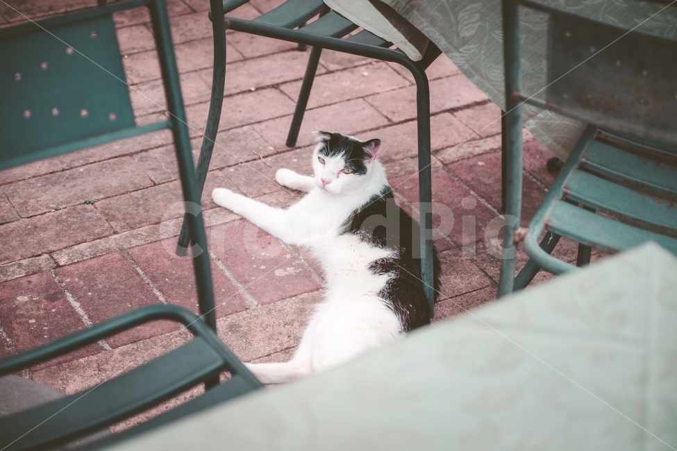 고양이,길고양이,동물,귀여움,귀욤이,냥이,동물,animal,포유류,mammal,고양이,cat,kitten,kitty,감성,sensible,feeling