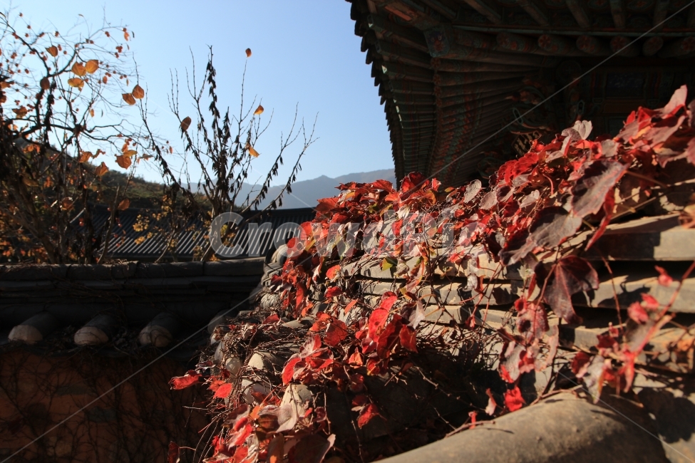 가을,덩쿨,기와,붉음,가을바람,가을,계절,fall,autumn,season,한국전통,한국문화,korean traditional,korean culture,식물,자연,plants,nature